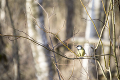 Parus major