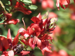 Indigofera fulcrata
