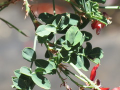 Indigofera fulcrata