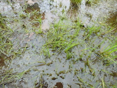 Eleocharis wolfii