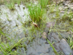 Eleocharis wolfii