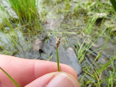 Eleocharis wolfii