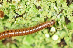 Blaniulidae
