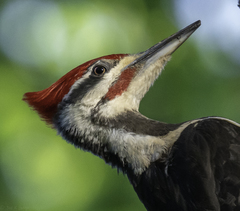 Pileated Woodpecker photo 3