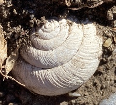 Helminthoglypta sanctaecrucis