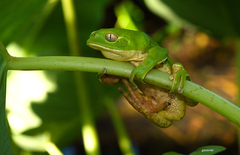 Phyllomedusa iheringii