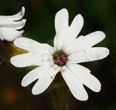 Microbotryum lychnidis-dioicae