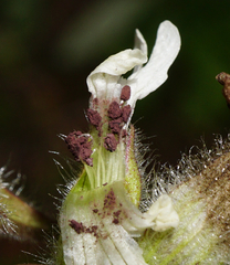 Microbotryum lychnidis-dioicae