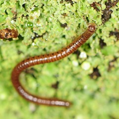 Blaniulidae