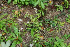 Microbotryum lychnidis-dioicae