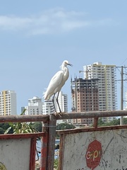 Egretta thula