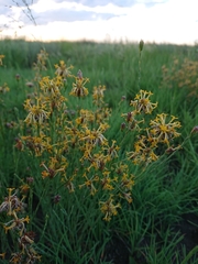 Lasiosiphon microcephalus