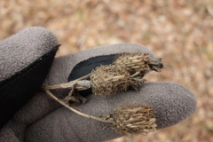 Centaurea phrygia pseudophrygia