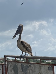 Pelecanus occidentalis