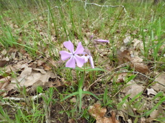 Phlox pilosa pilosa