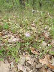 Phlox pilosa pilosa