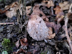 Coprinus comatus