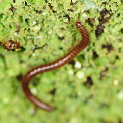 Blaniulidae