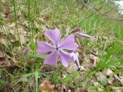 Phlox pilosa pilosa