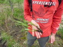 Ranunculus laxicaulis
