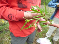 Ranunculus laxicaulis