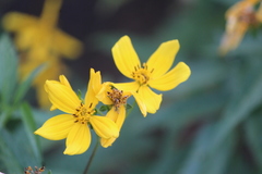 Electranthera mutica