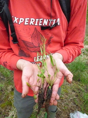 Ranunculus laxicaulis