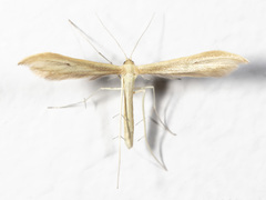 Hellinsia pectodactylus