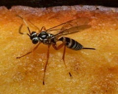Lymeon orbus