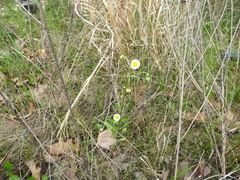 Erigeron tenuis