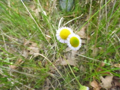 Erigeron tenuis