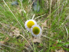 Erigeron tenuis