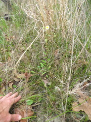 Erigeron tenuis