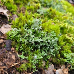Cladonia turgida