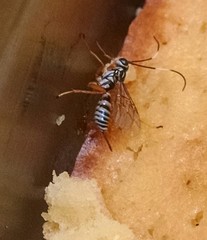 Lymeon orbus