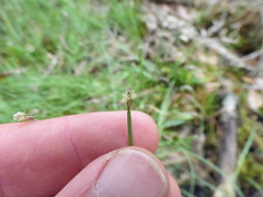 Eleocharis wolfii