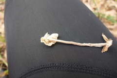 Mycetinis prasiosmus