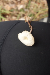 Mycetinis prasiosmus