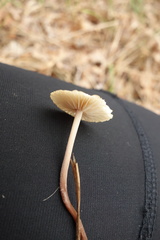 Mycetinis prasiosmus