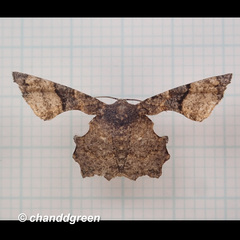 Monobolodes pernigrata