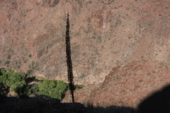 Agave utahensis kaibabensis