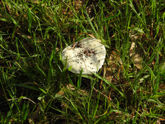 Amanita ananiceps