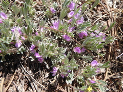 Astragalus tridactylicus
