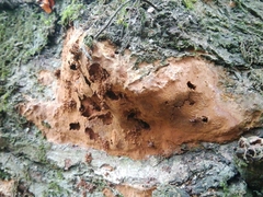 Fuscoporia ferruginosa