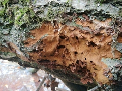 Fuscoporia ferruginosa