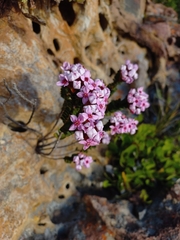 Sonderothamnus petraeus