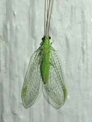 Ceraeochrysa lineaticornis