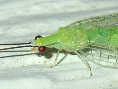 Ceraeochrysa lineaticornis