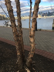 Betula nigra