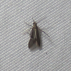 Schreckensteinia erythriella